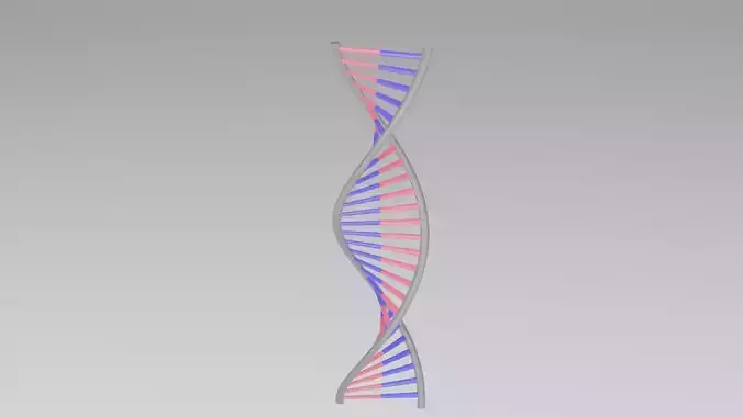 DNA 3D model