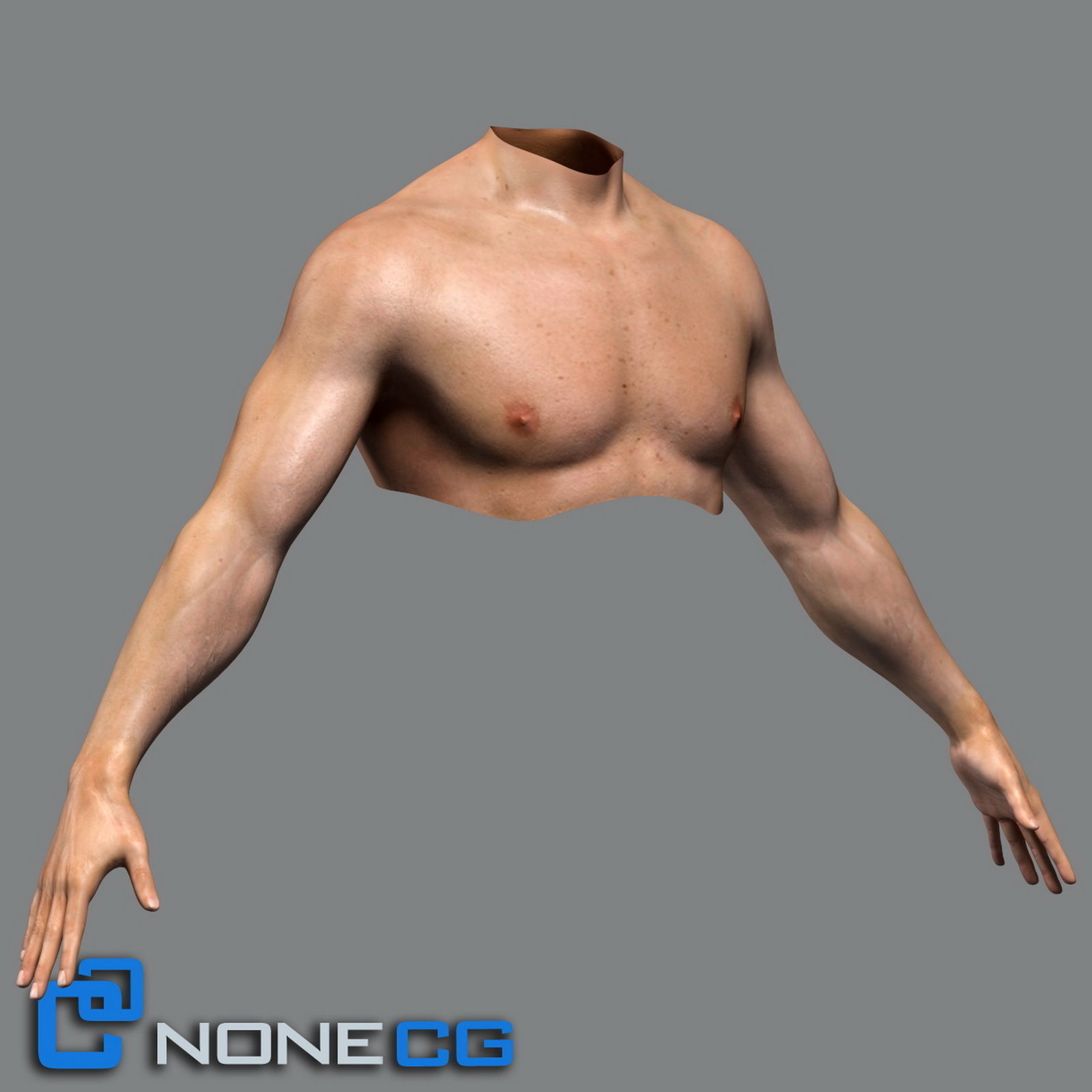 Adult Male Torso Rigged 3D model_3