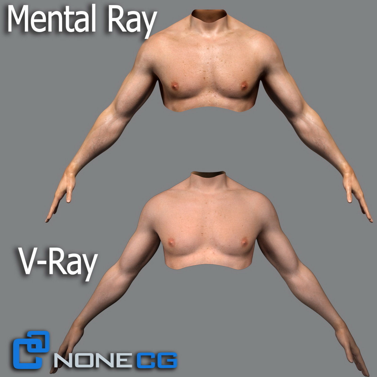 Adult Male Torso Rigged 3D model_1