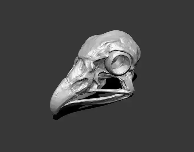 Eagle skull