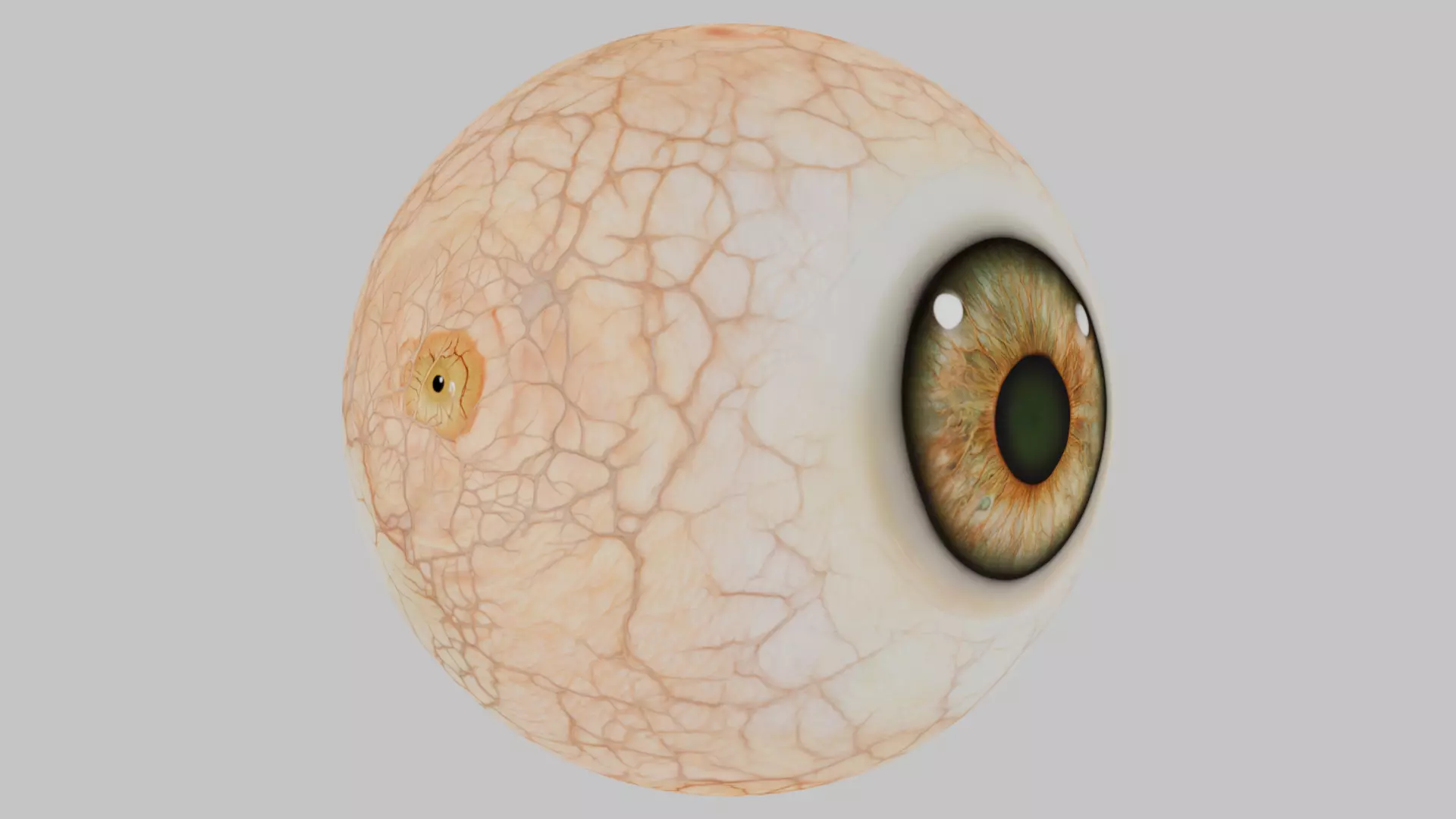 3D Eye Model with Realistic Textures Low-poly 3D model_5