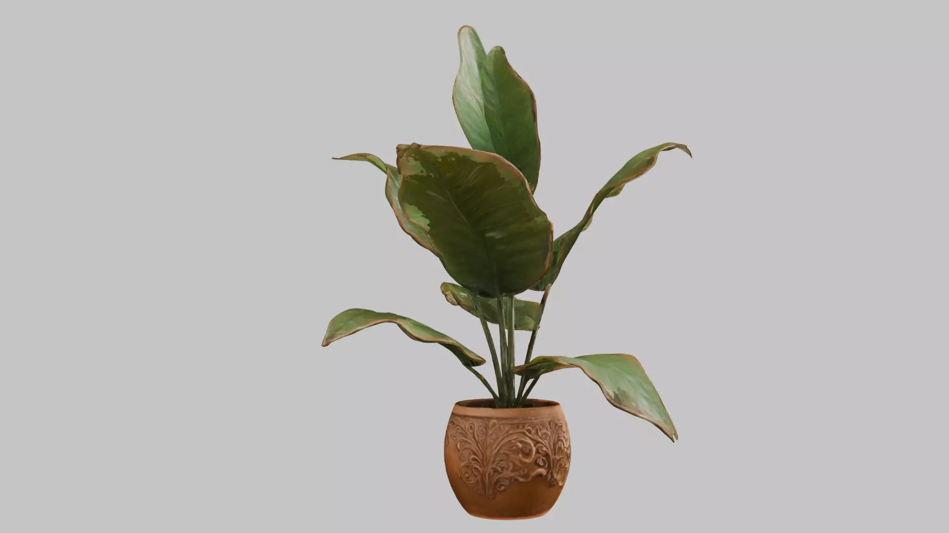 3D model of a plant Low-poly 3D model_3