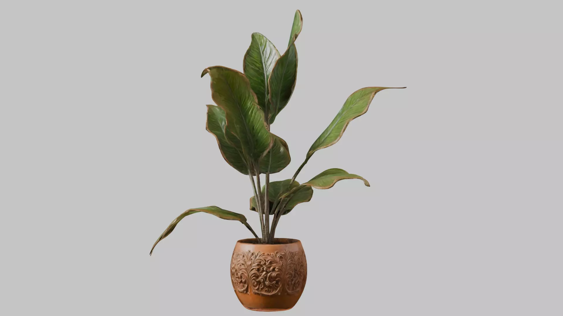 3D model of a plant Low-poly 3D model_0
