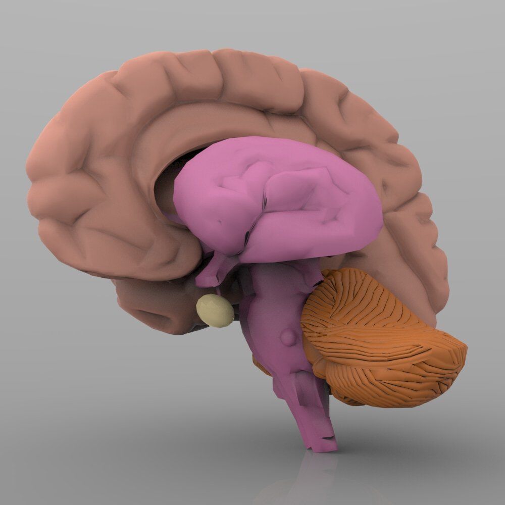 Brain with Interior 3D model_4