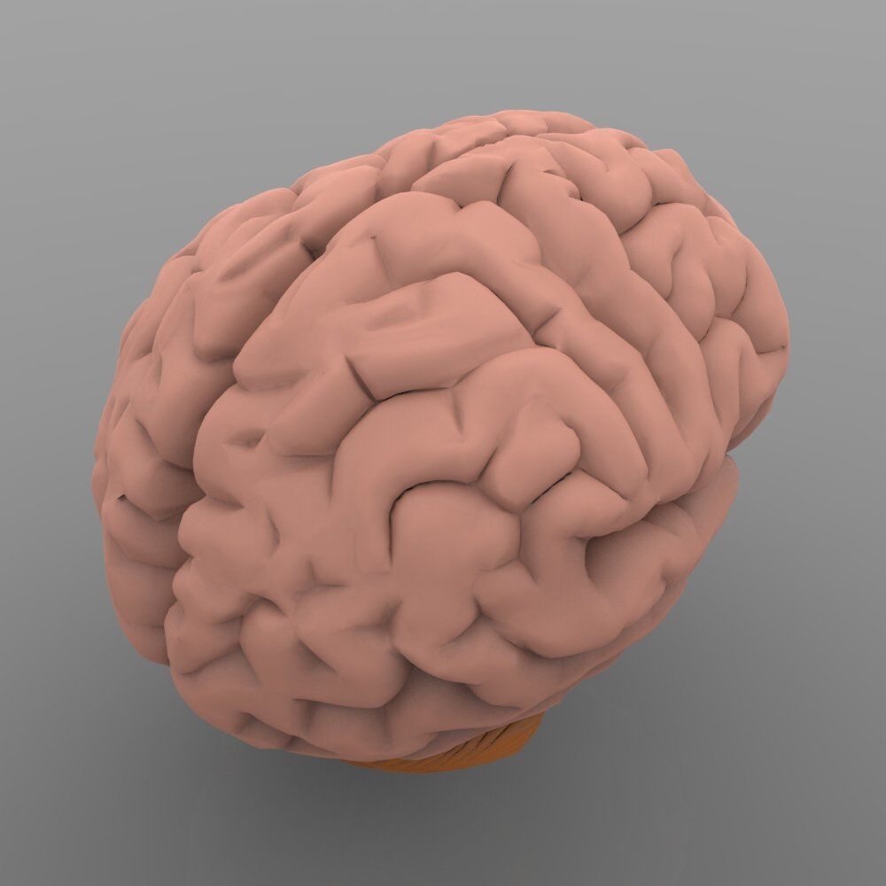 Brain with Interior 3D model_1