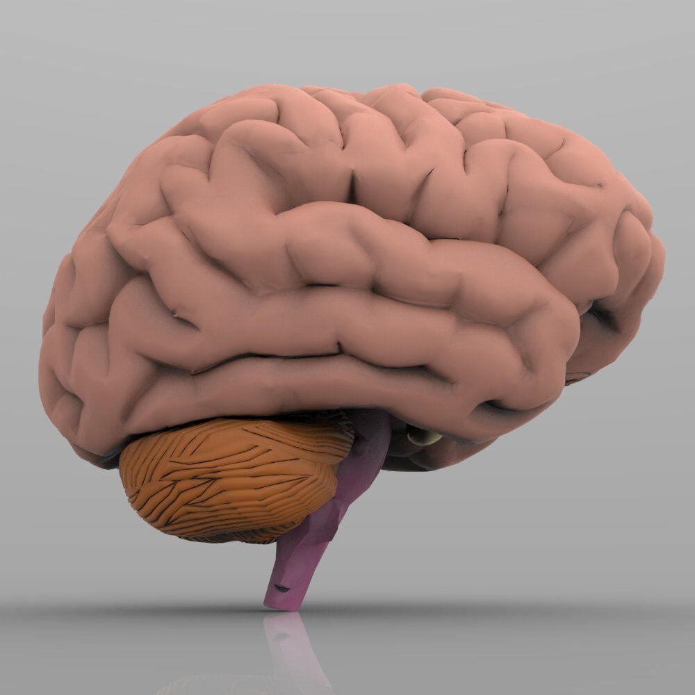 Brain with Interior 3D model_2