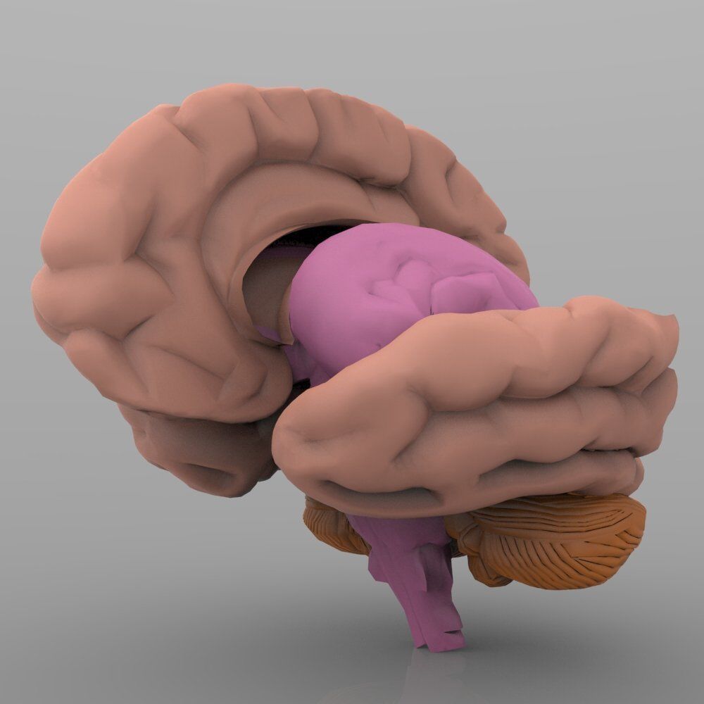 Brain with Interior 3D model_3