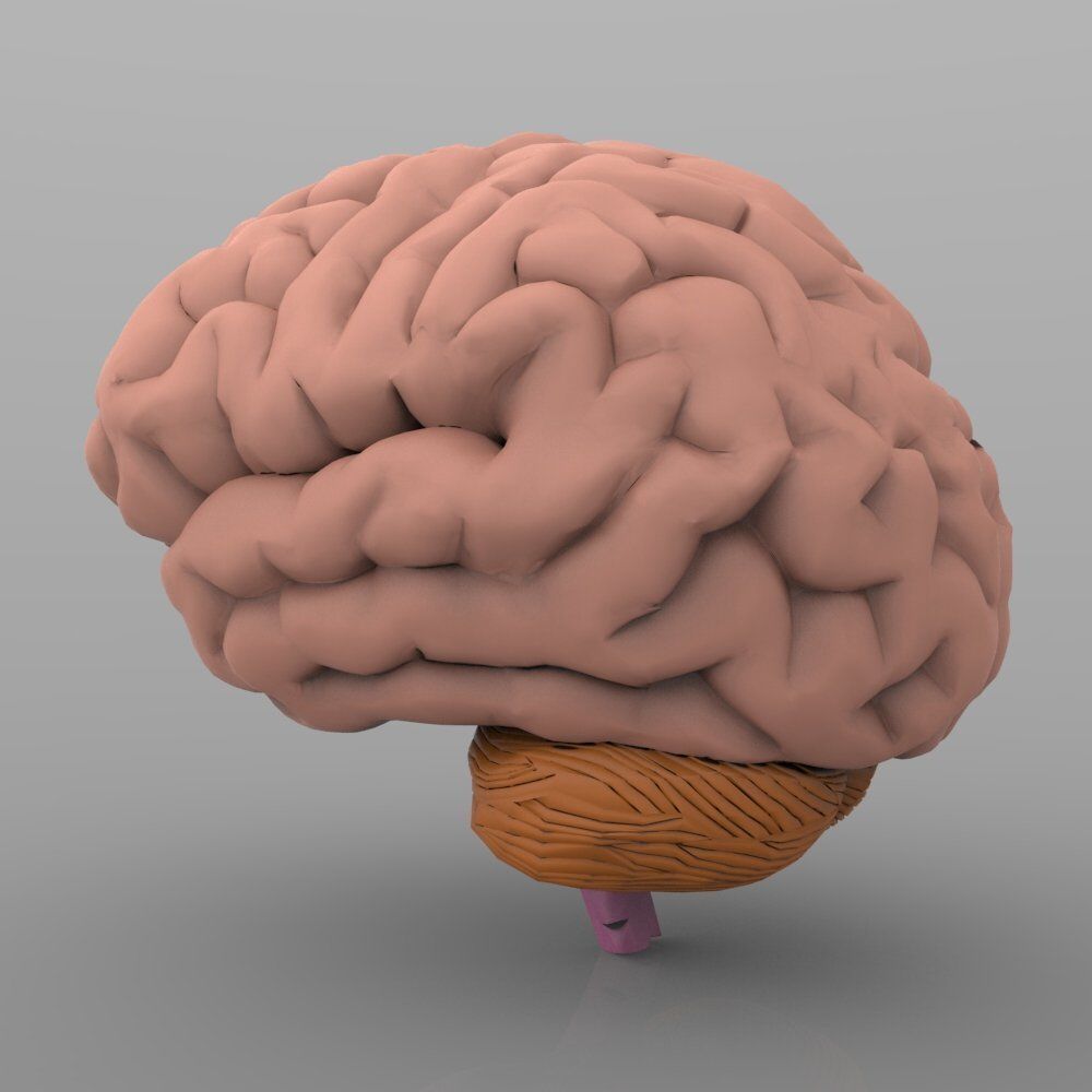Brain with Interior 3D model_6