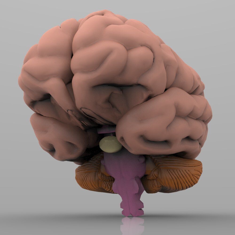 Brain with Interior 3D model_5