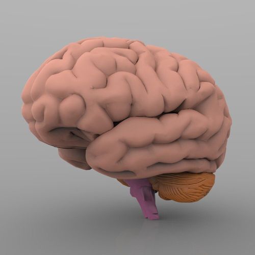 Brain with Interior 3D model
