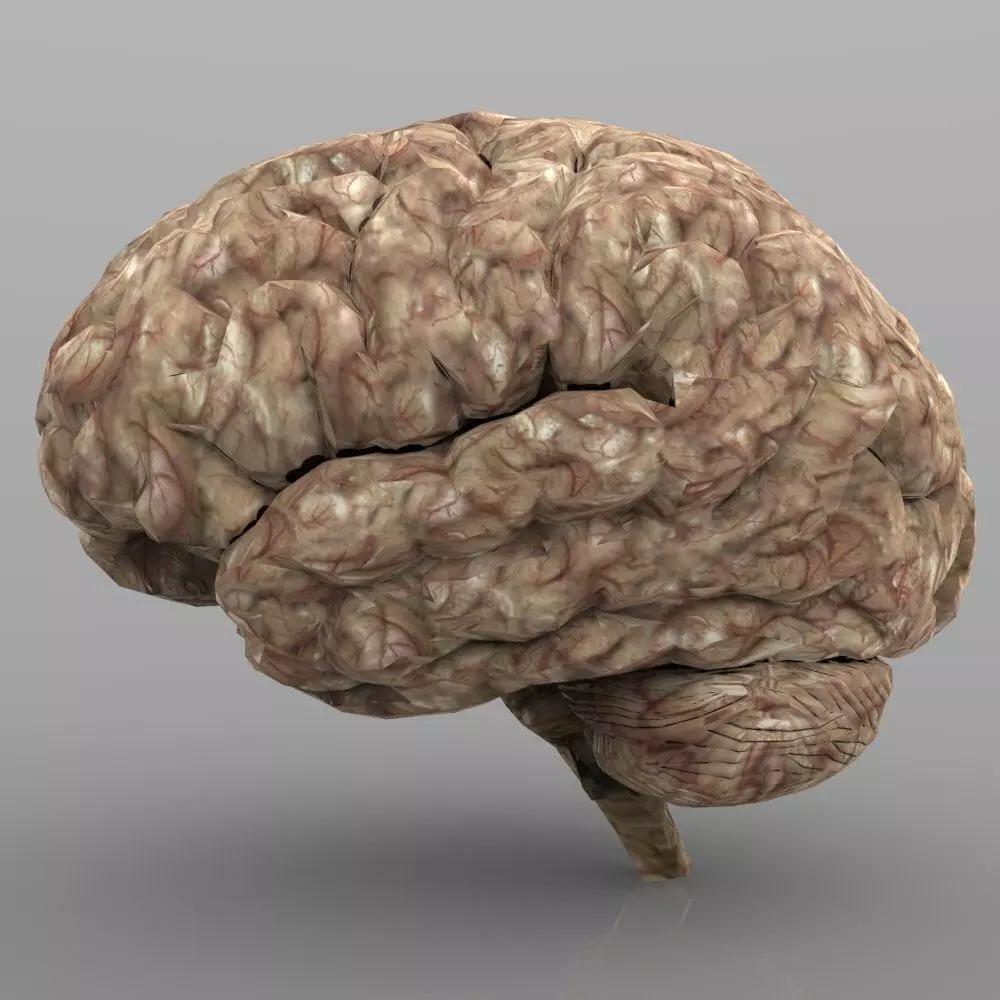 Brain with Interior and Texture 3D model