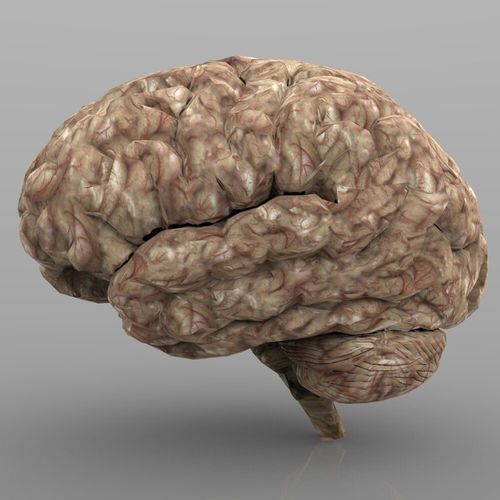 Brain with Interior and Texture 3D model