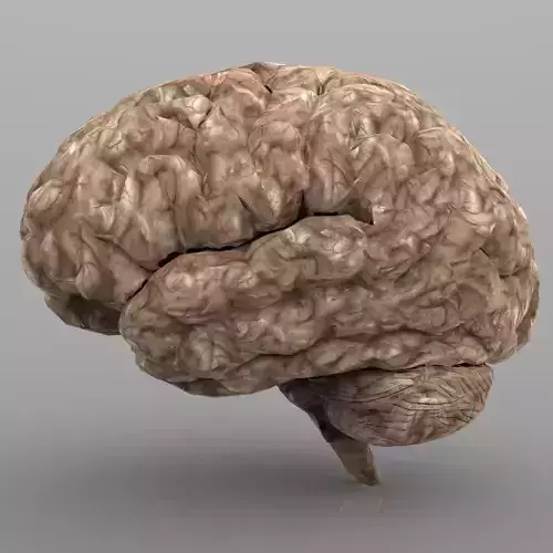Brain with Interior and Texture