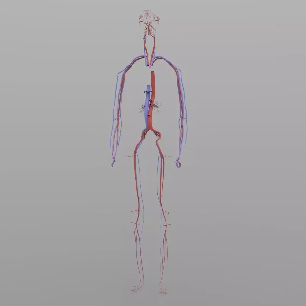 Circulatory System 3D model_0