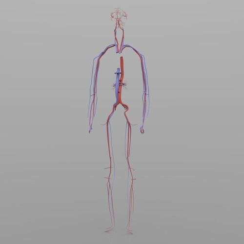Circulatory System 3D model