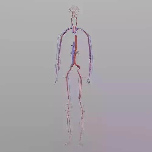Circulatory System 3D model