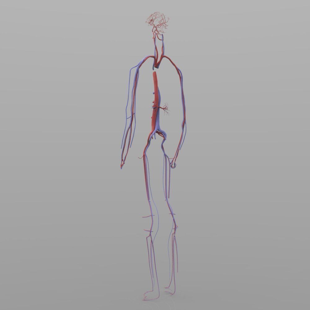 Circulatory System 3D model_4