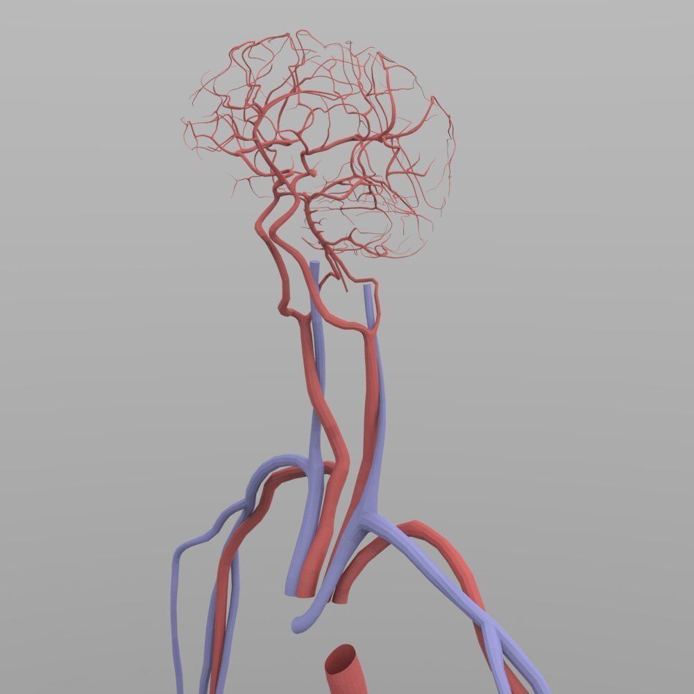 Circulatory System 3D model_6
