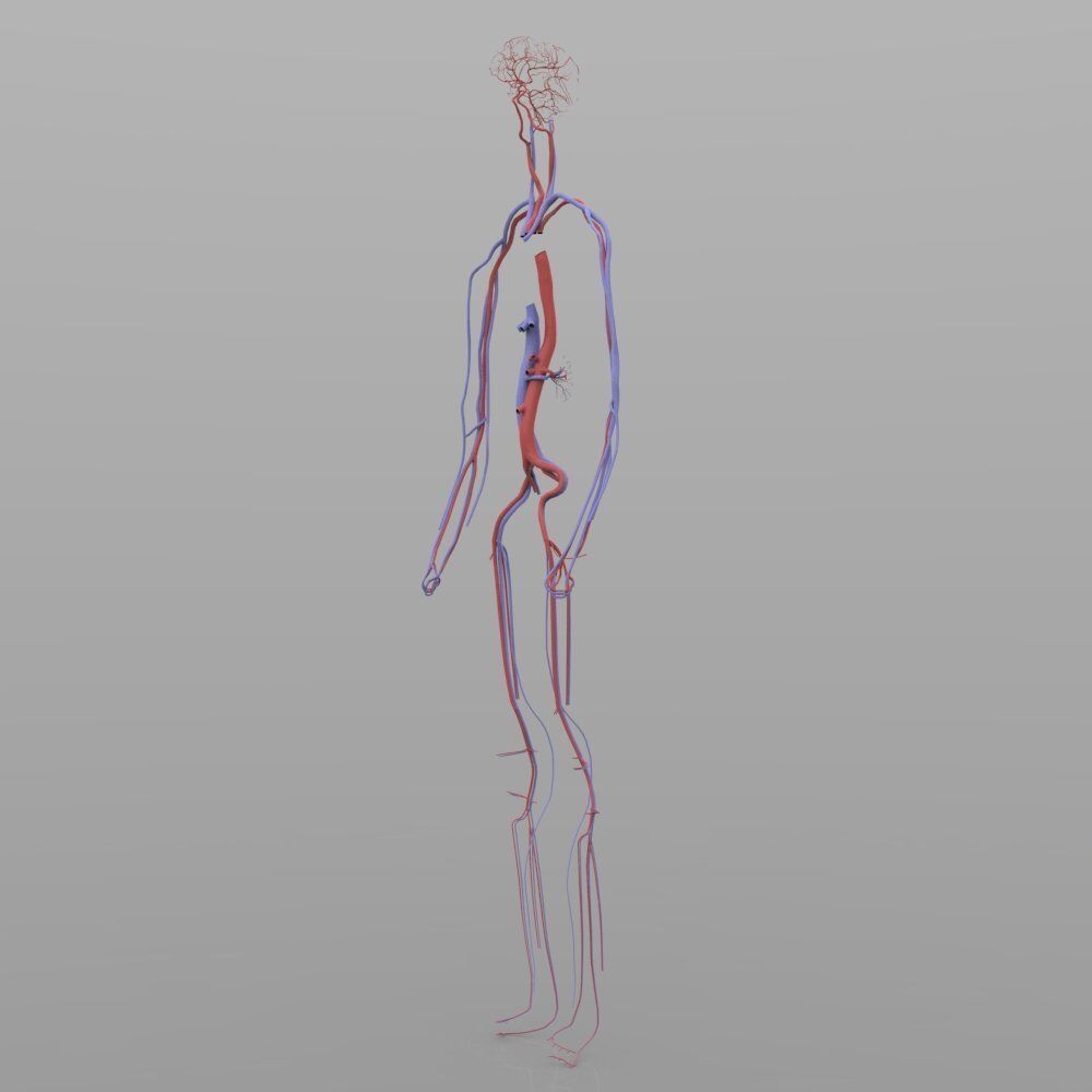 Circulatory System 3D model_1
