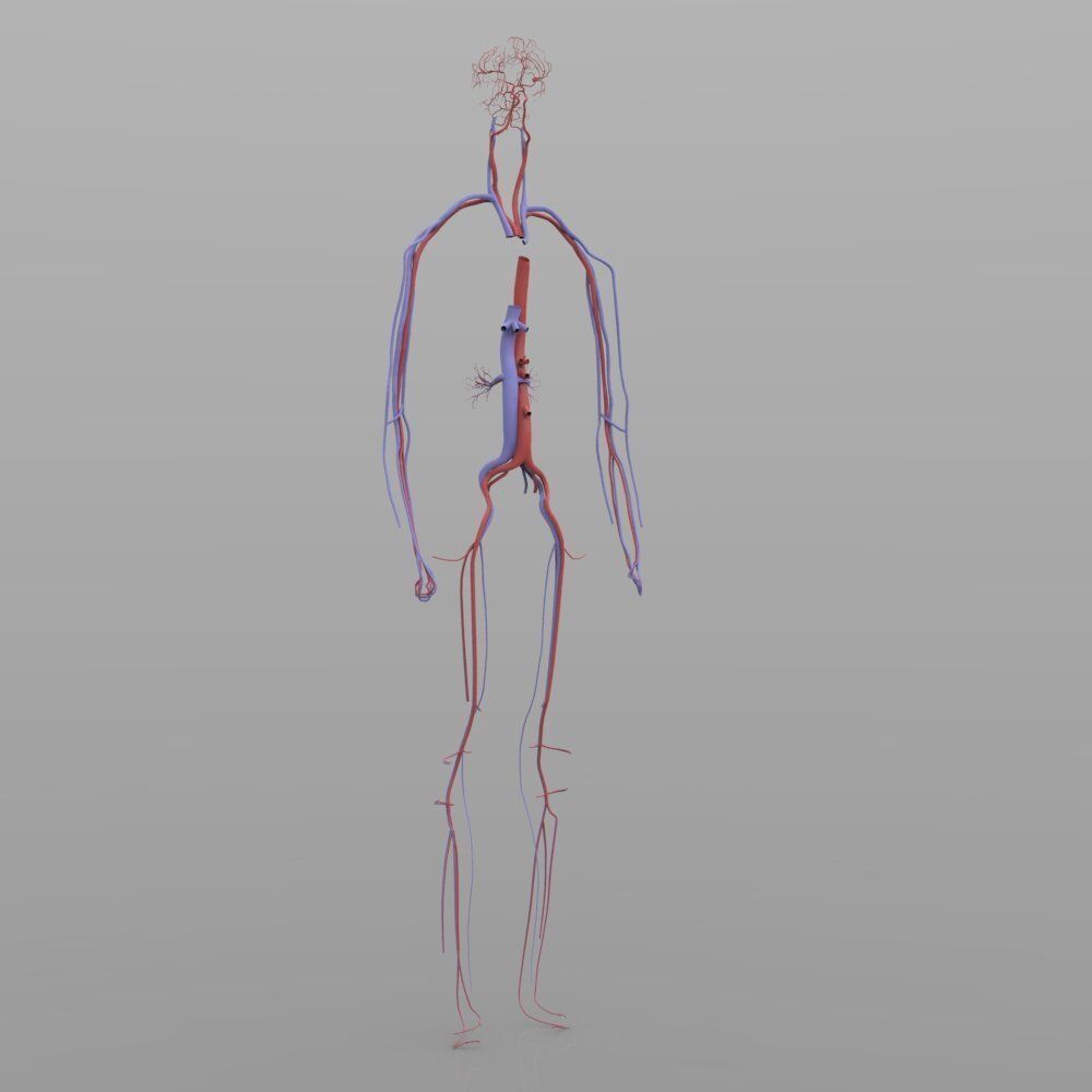 Circulatory System 3D model_3