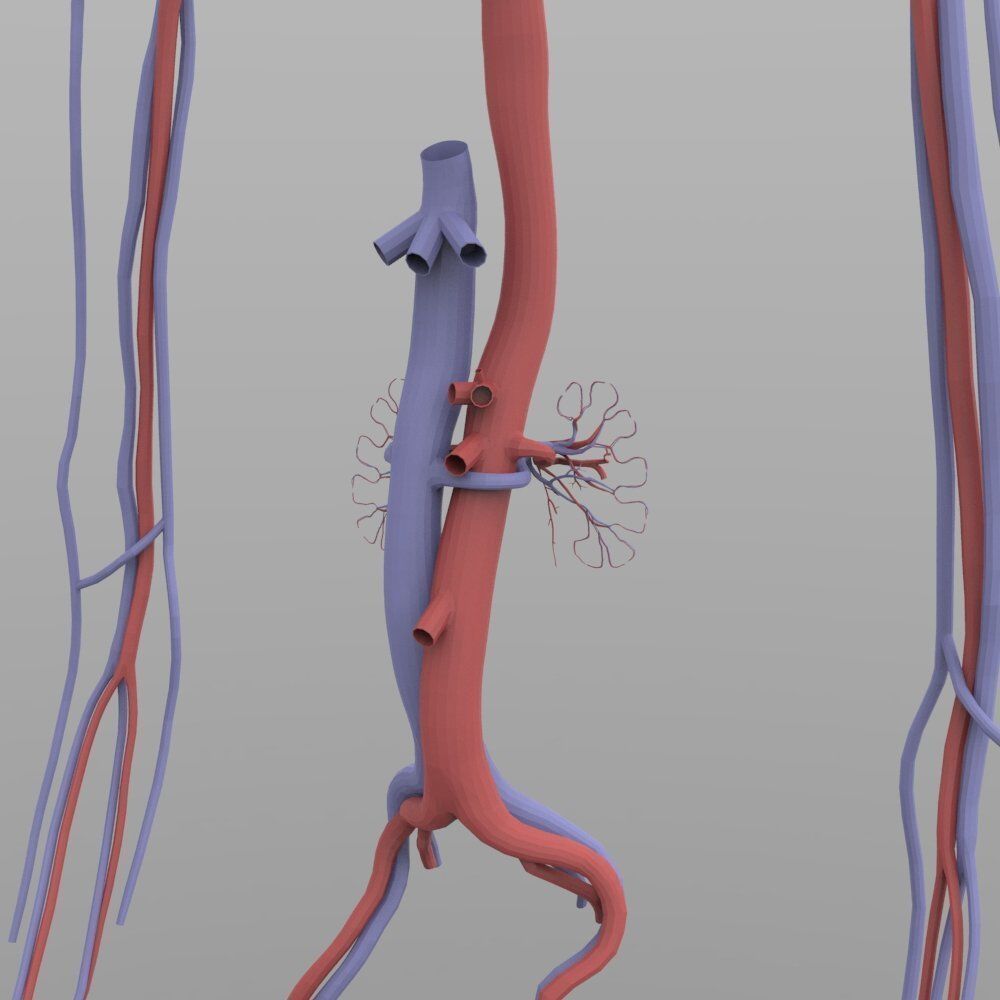 Circulatory System 3D model_5