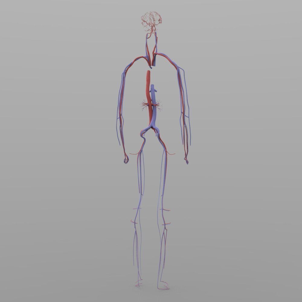 Circulatory System 3D model_2