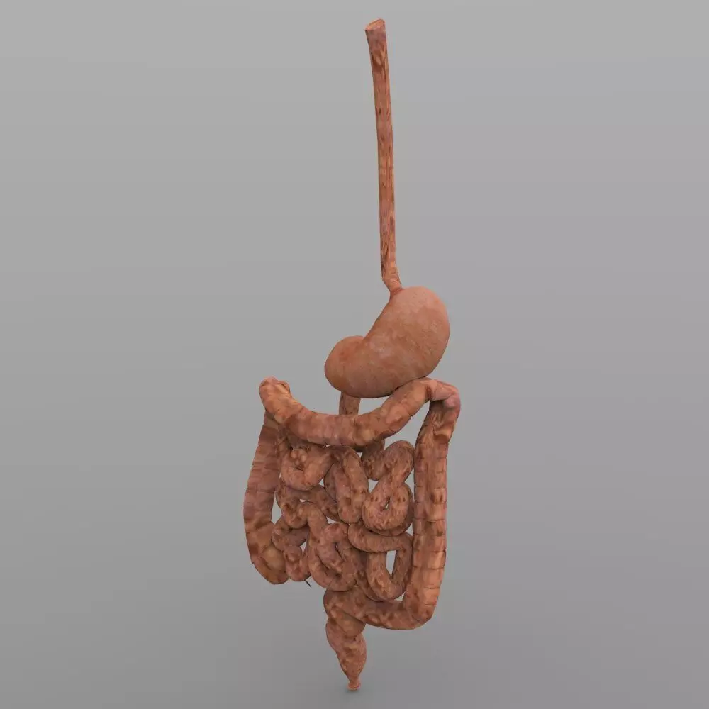 Digestive Tract with Texture 3D model