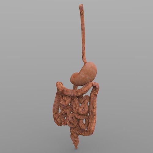 Digestive Tract with Texture 3D model