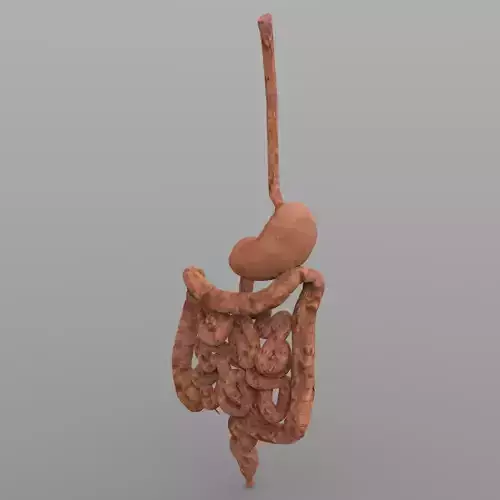 Digestive Tract with Texture 3D model