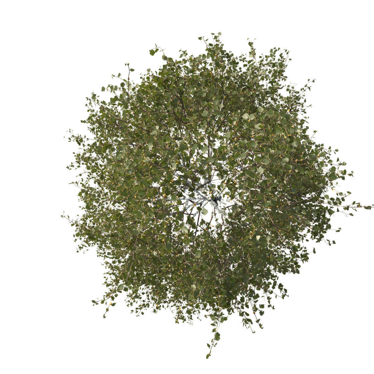 Betula pendula 201SU 3D model_3
