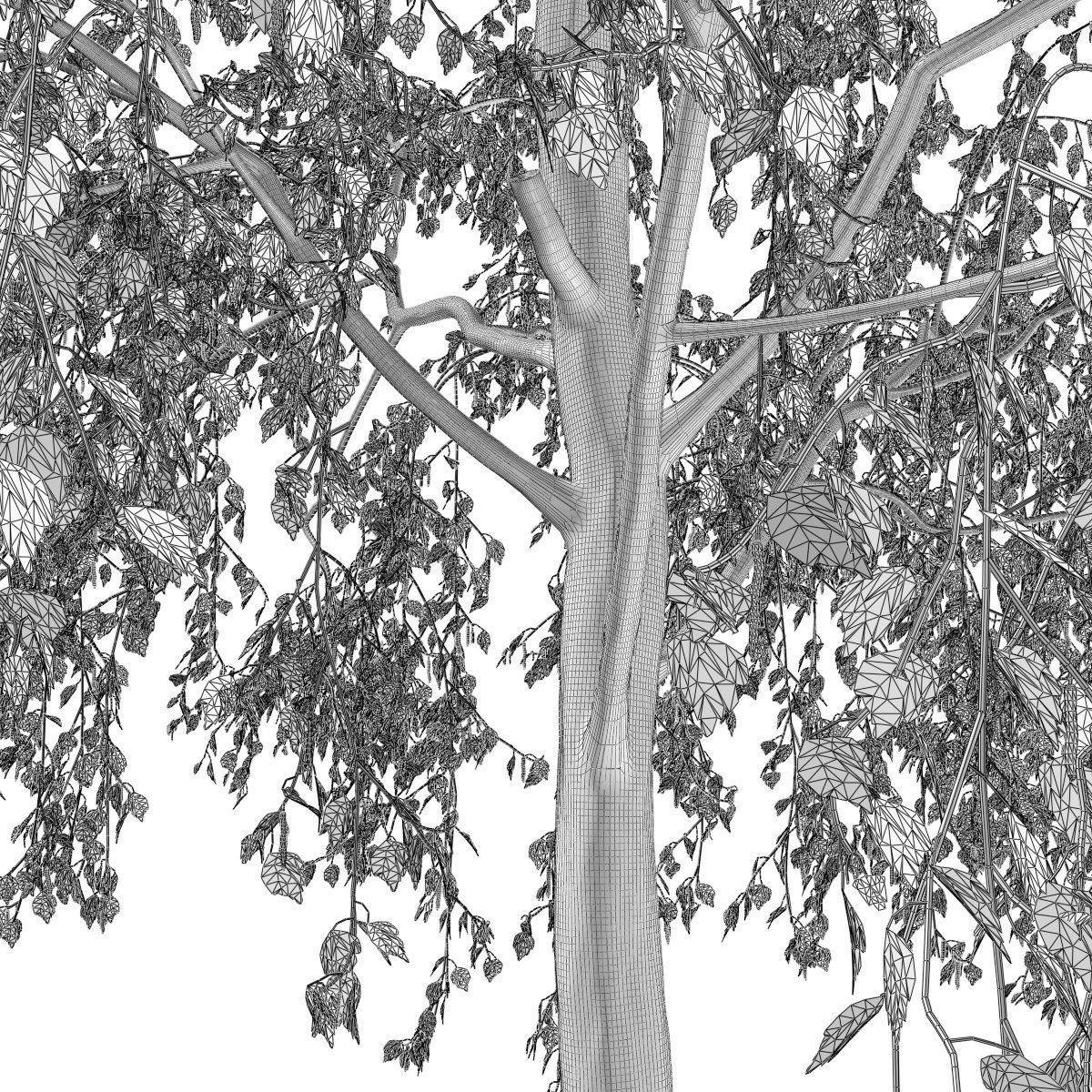 Betula pendula 201SU 3D model_7