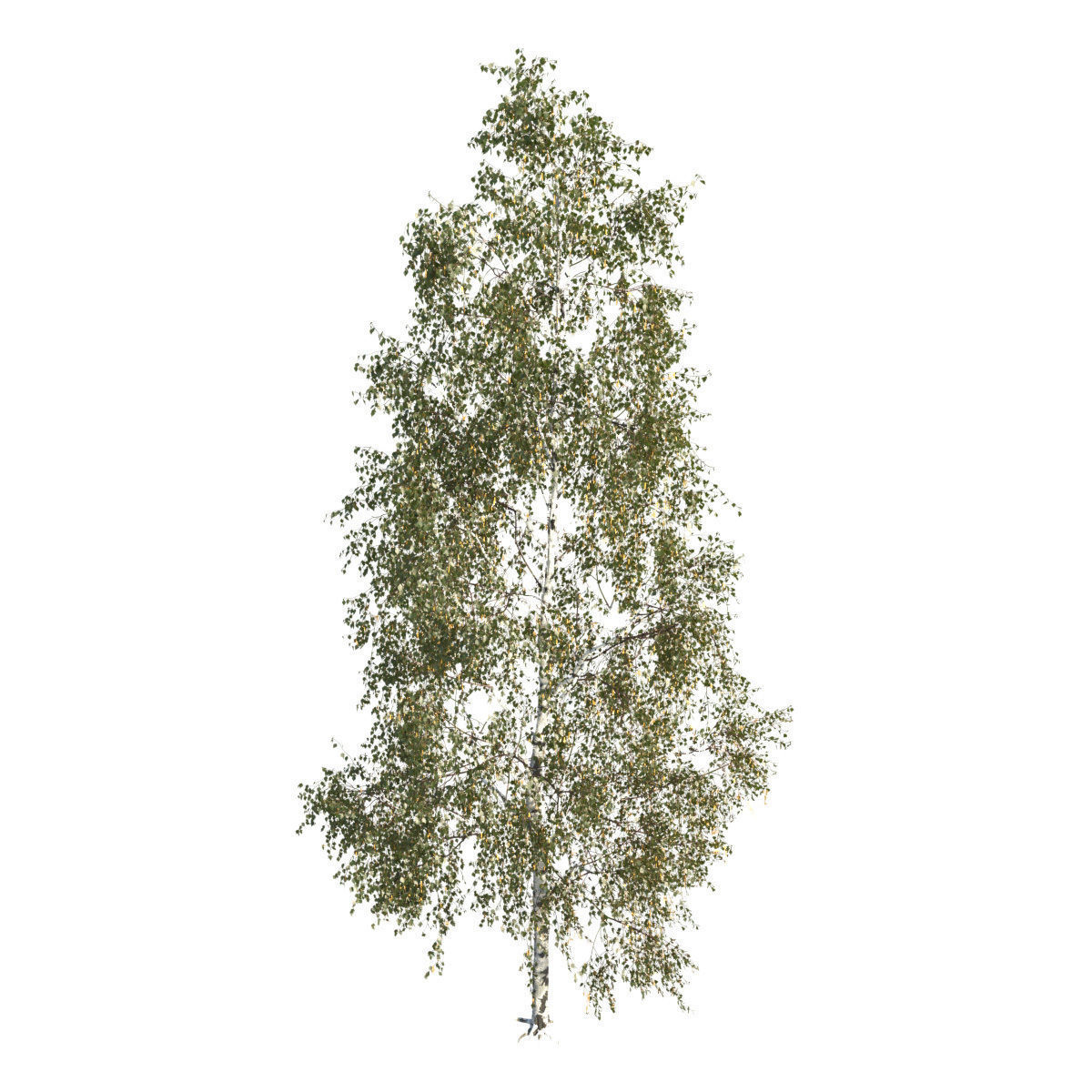 Betula pendula 201SU 3D model_2
