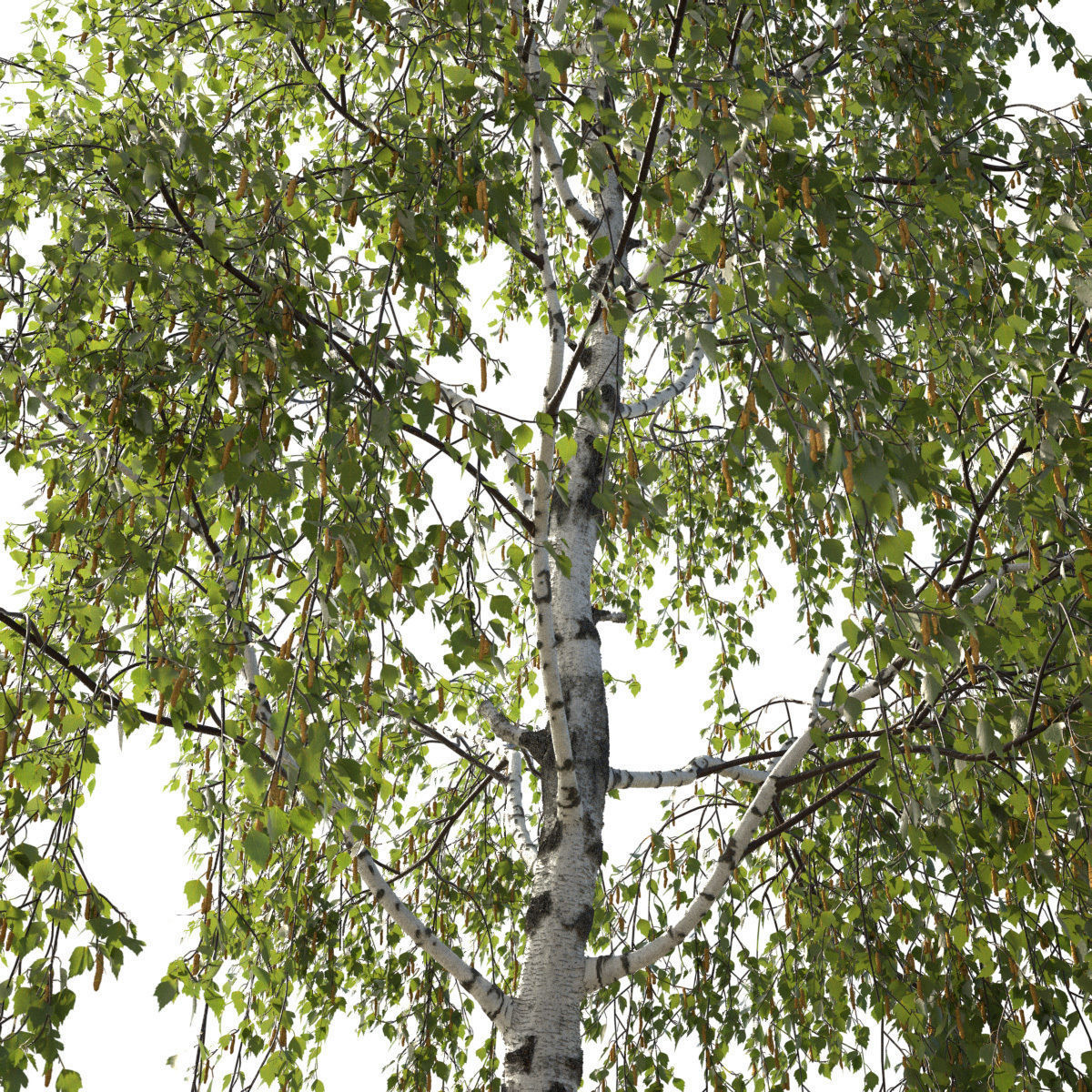 Betula pendula 201SU 3D model_5