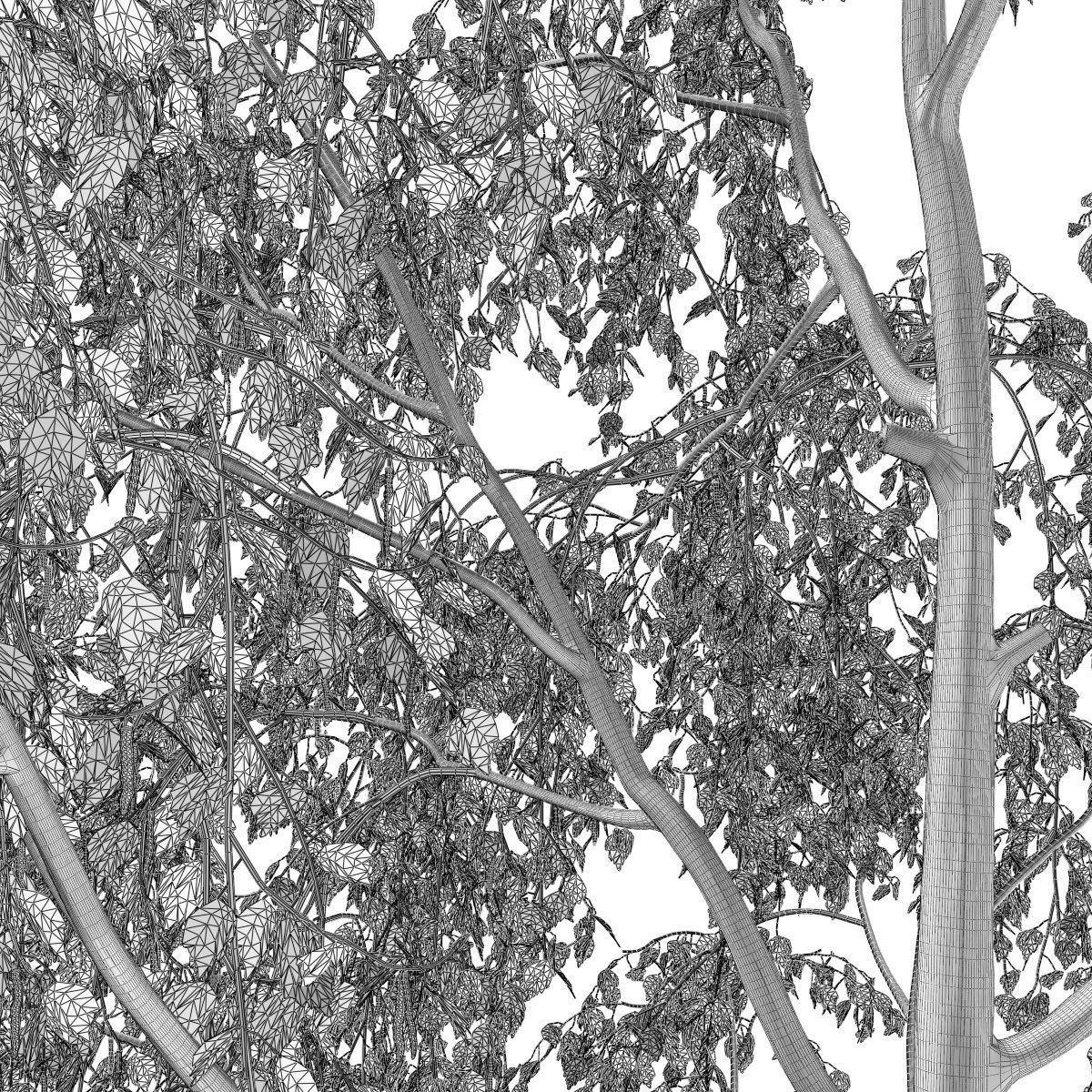 Betula pendula 201SU 3D model_8