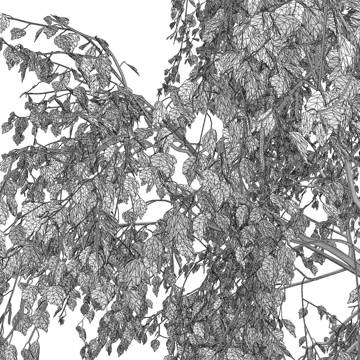 Betula pendula 201SU 3D model_6