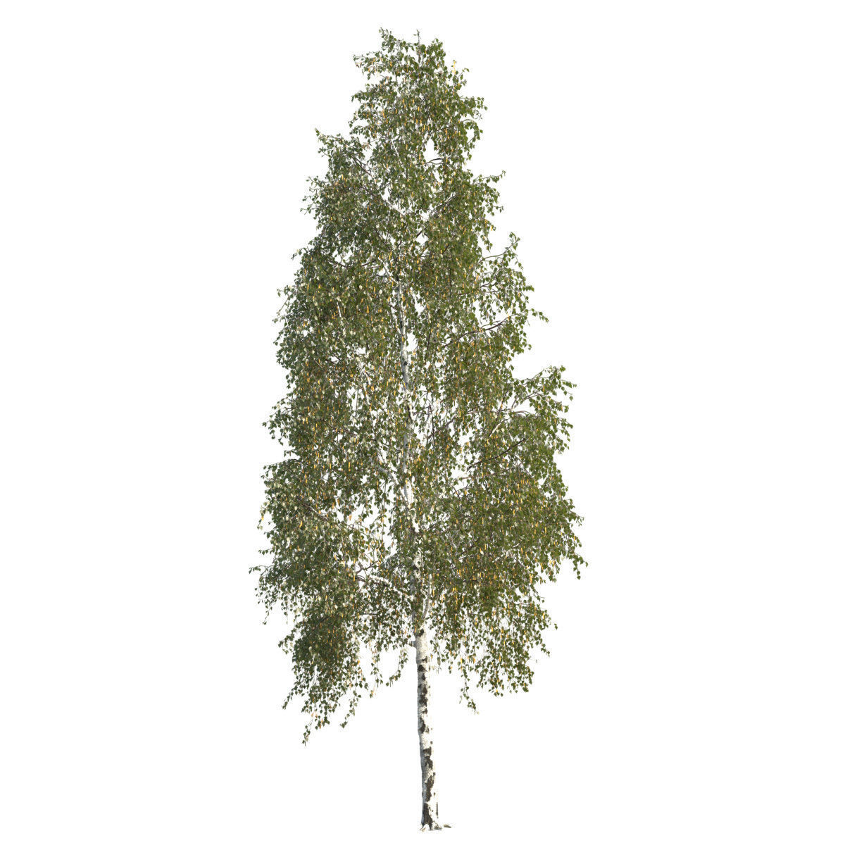 Betula pendula 201SU 3D model_1
