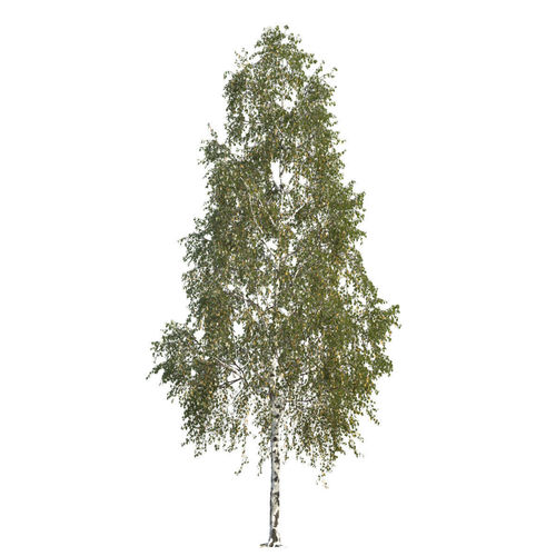 Betula pendula 201SU 3D model
