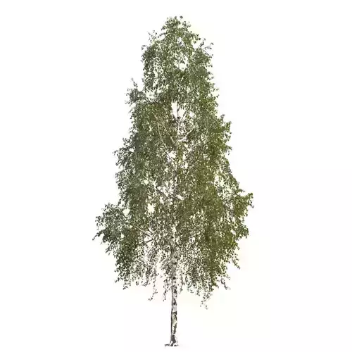 Betula pendula 201SU 3D model