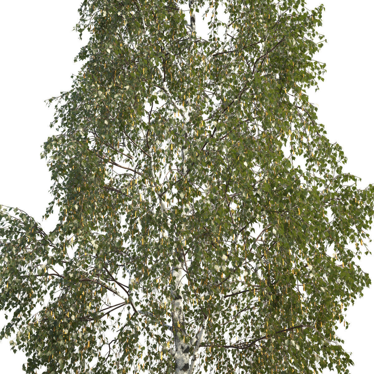 Betula pendula 201SU 3D model_4
