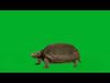 Asian Giant Forest Tortoise Low-poly 3D model_1