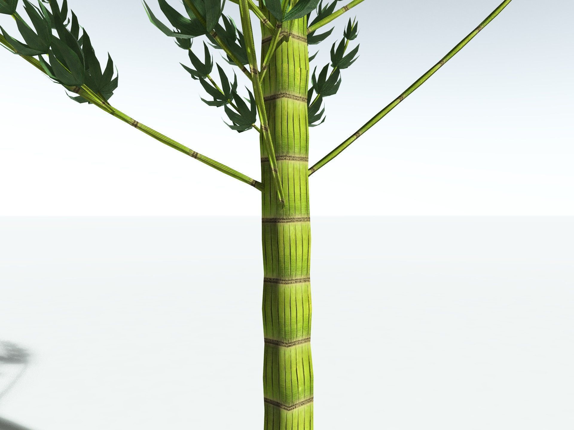 EVERYPlant Calamites Carinatus LowPoly Low-poly 3D model_5