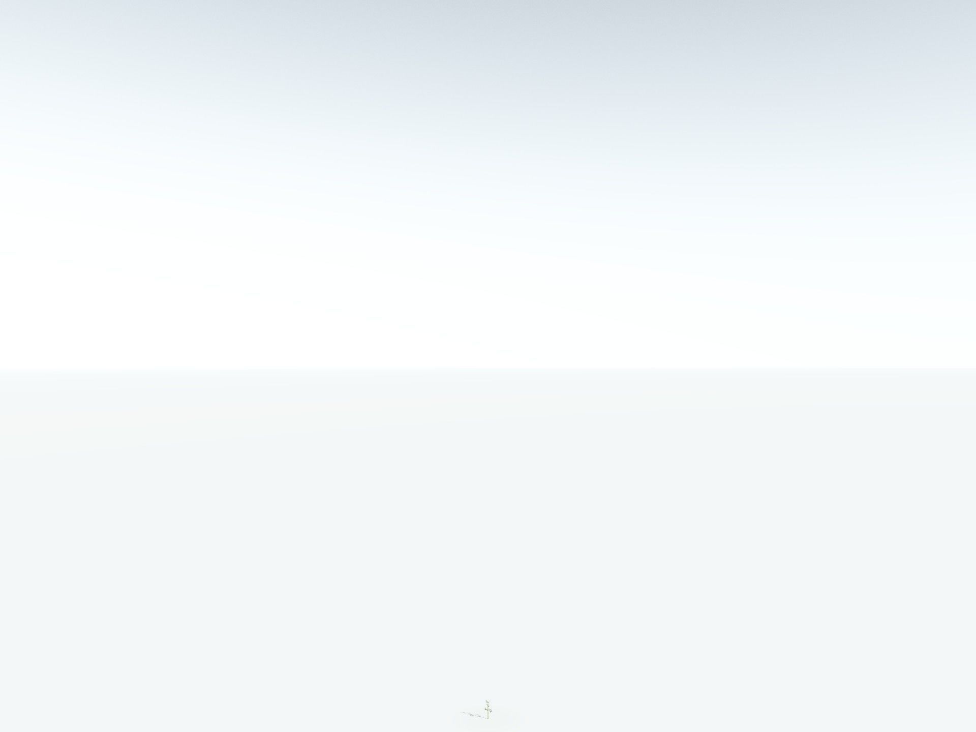 EVERYPlant Calamites Carinatus LowPoly Low-poly 3D model_28