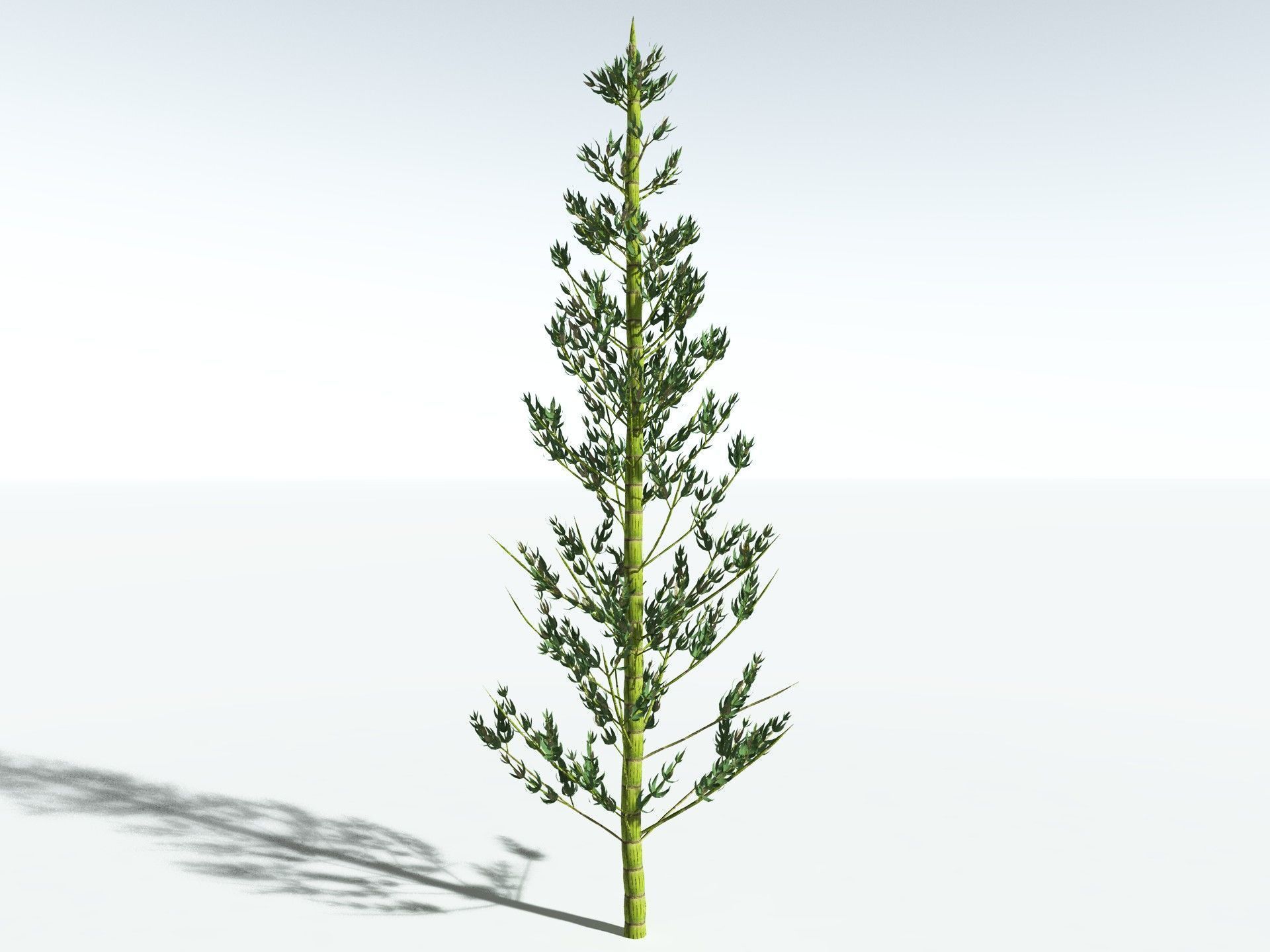 EVERYPlant Calamites Carinatus LowPoly Low-poly 3D model_12