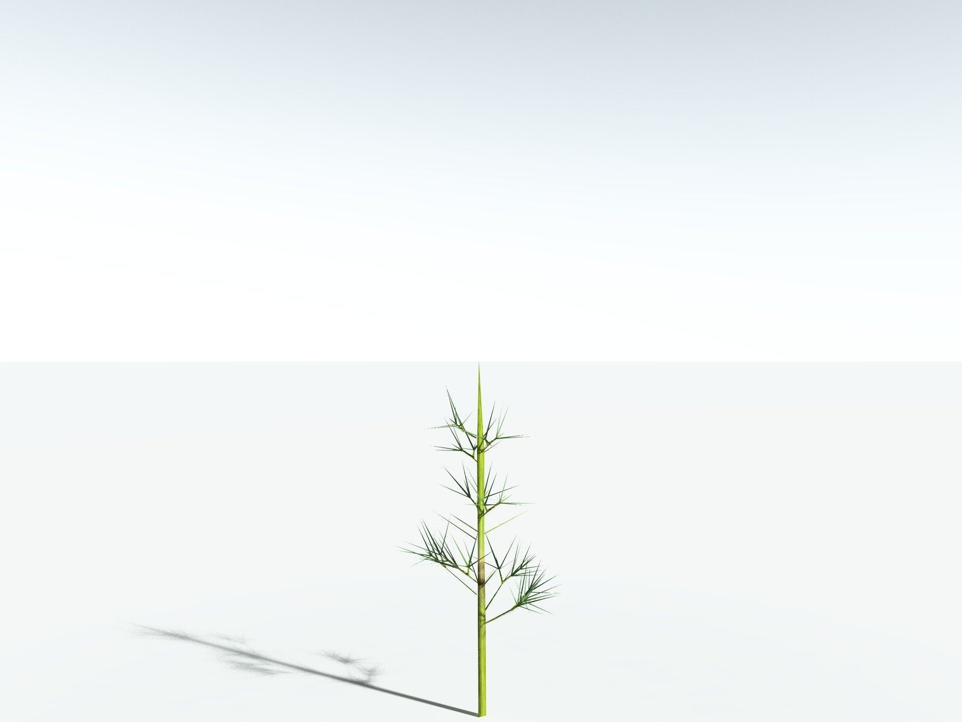 EVERYPlant Calamites Carinatus LowPoly Low-poly 3D model_29