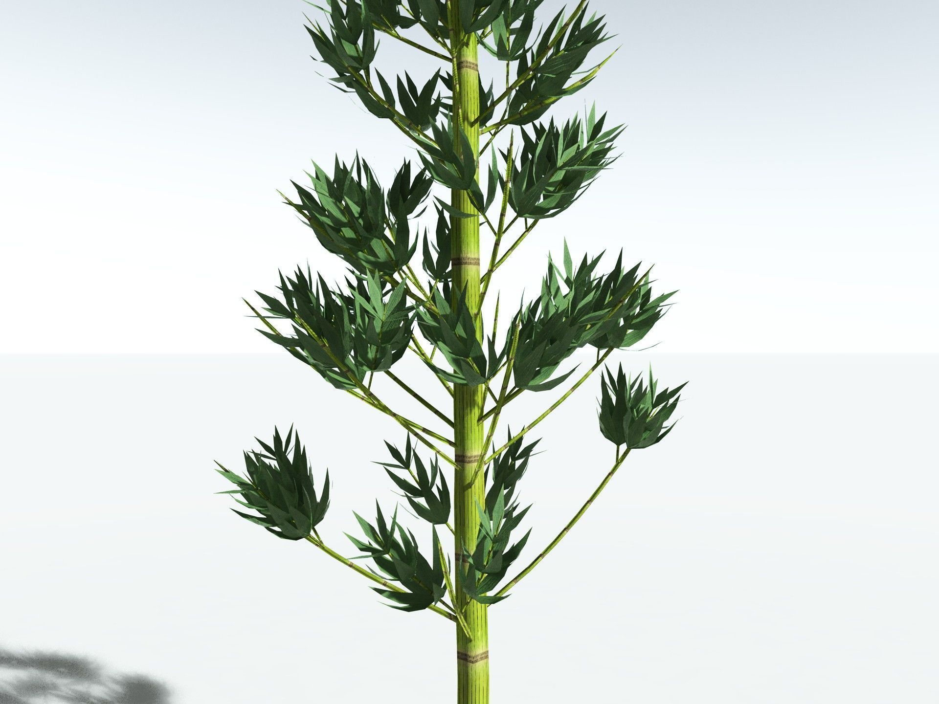 EVERYPlant Calamites Carinatus LowPoly Low-poly 3D model_25