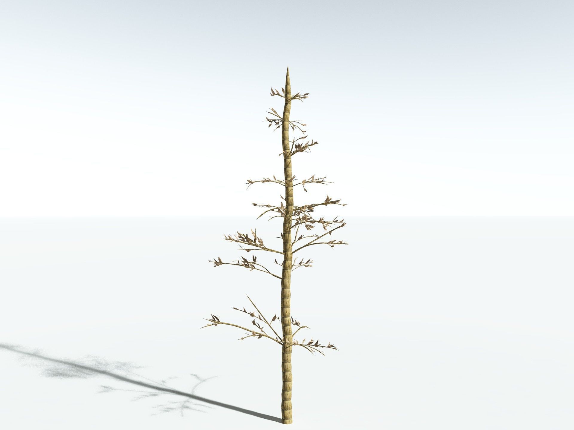 EVERYPlant Calamites Carinatus LowPoly Low-poly 3D model_18