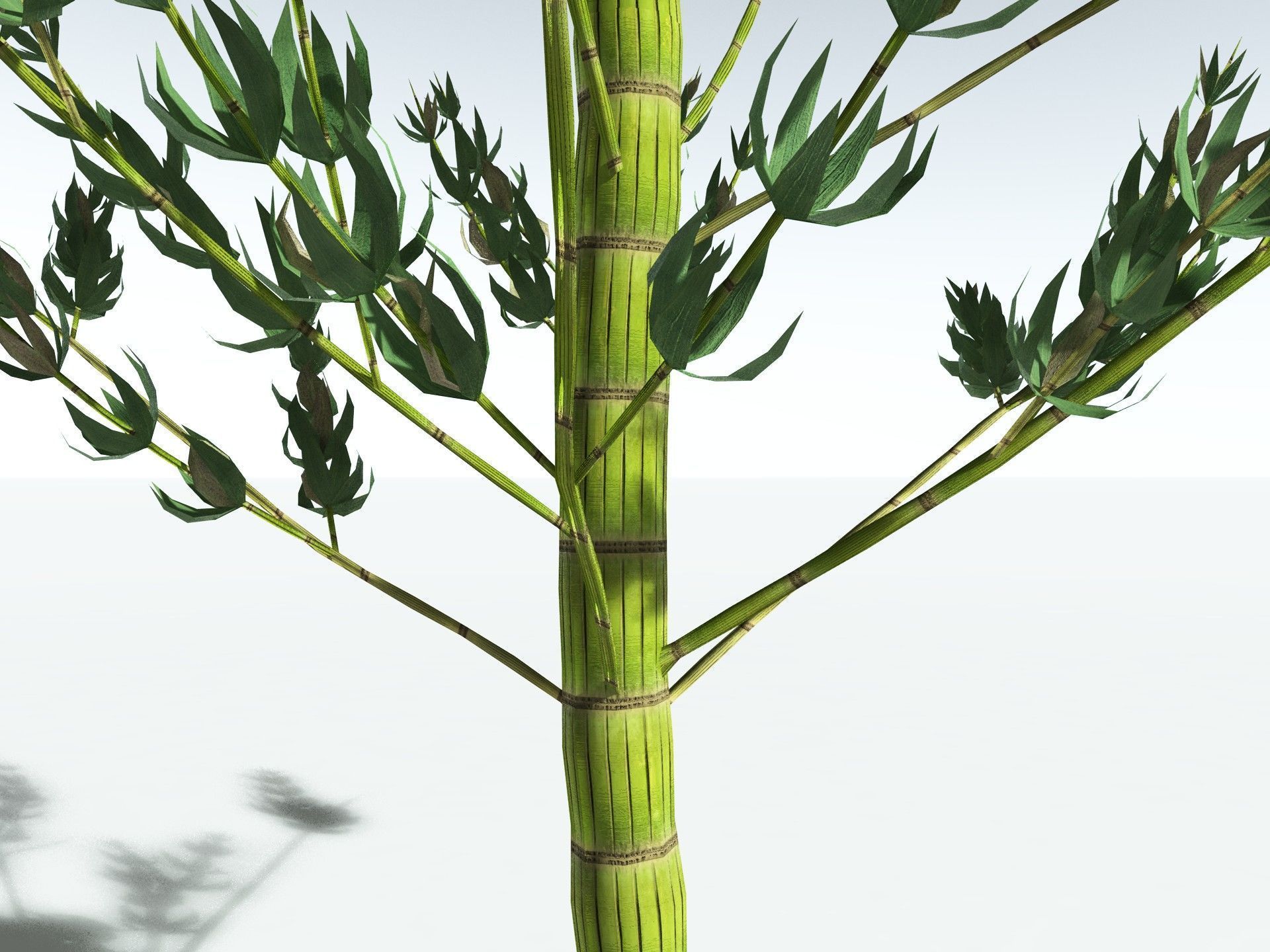 EVERYPlant Calamites Carinatus LowPoly Low-poly 3D model_13