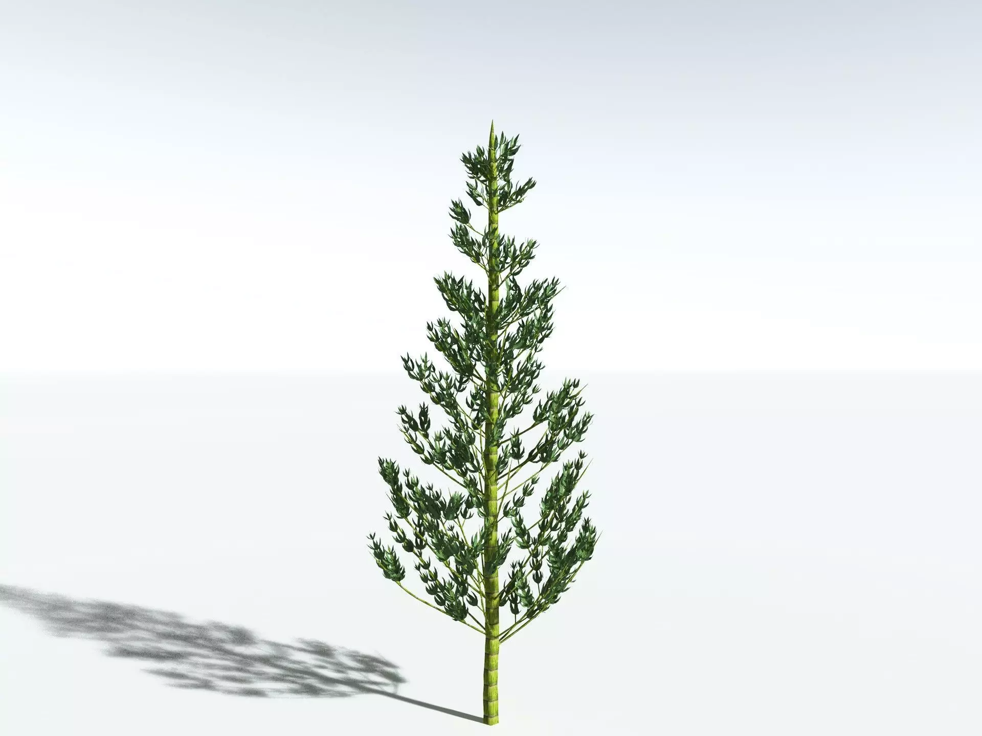 EVERYPlant Calamites Carinatus LowPoly Low-poly 3D model_0