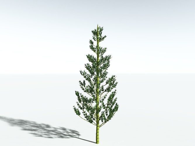 EVERYPlant Calamites Carinatus LowPoly -16 Models- Low-poly 3D model
