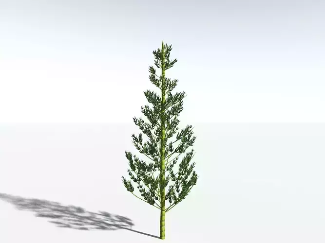 EVERYPlant Calamites Carinatus LowPoly Low-poly 3D model